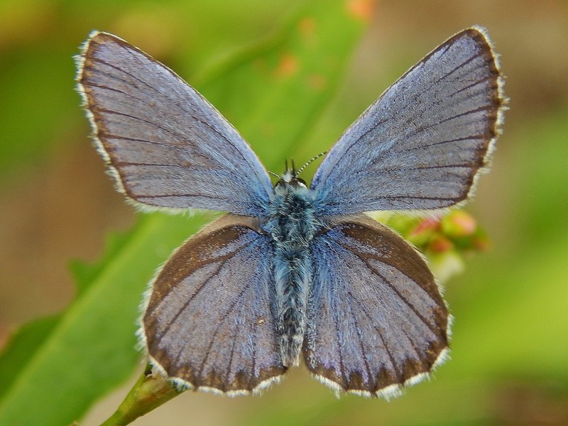 Plebejus argyrognomon